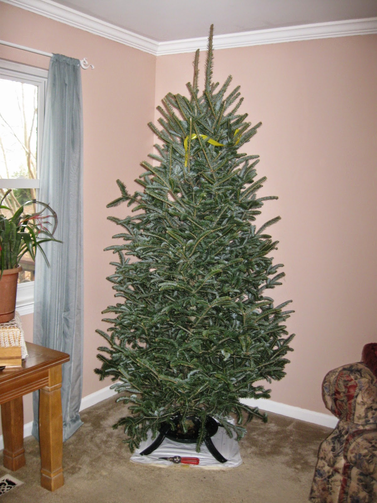 My Alabama Backyard Poor Christmas tree