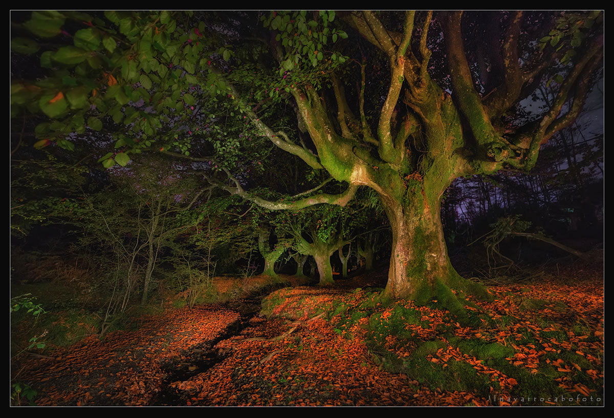 jlnavarrocabofoto fotografía de paisaje EL BOSQUE ENCANTADO