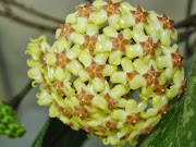 hoya fusco-marginata