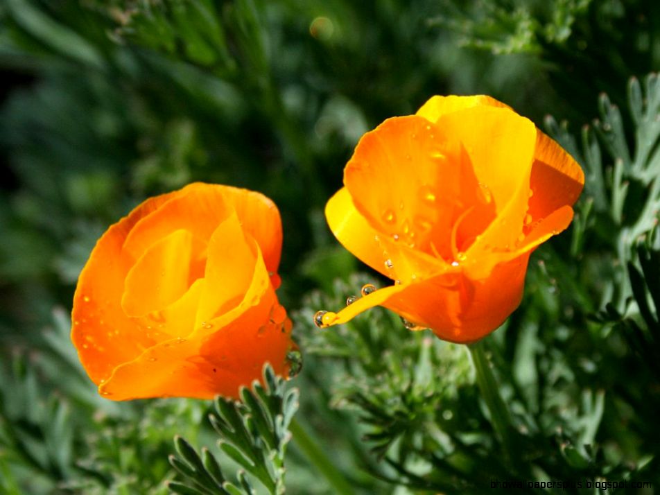 California State Flower Free Wallpapers HD California State Flower Free Wallpapers HD