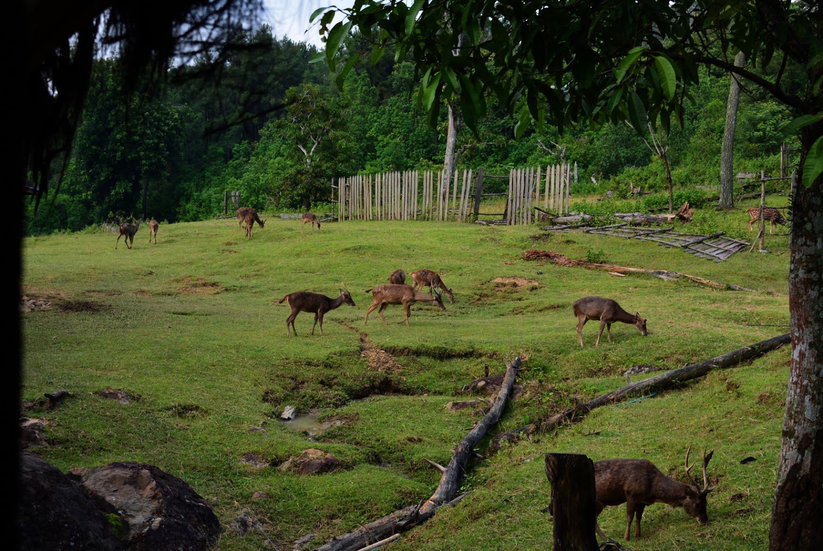 Asyik Maen Rusa di Penangkaran Cariu Bogor | KASKUS