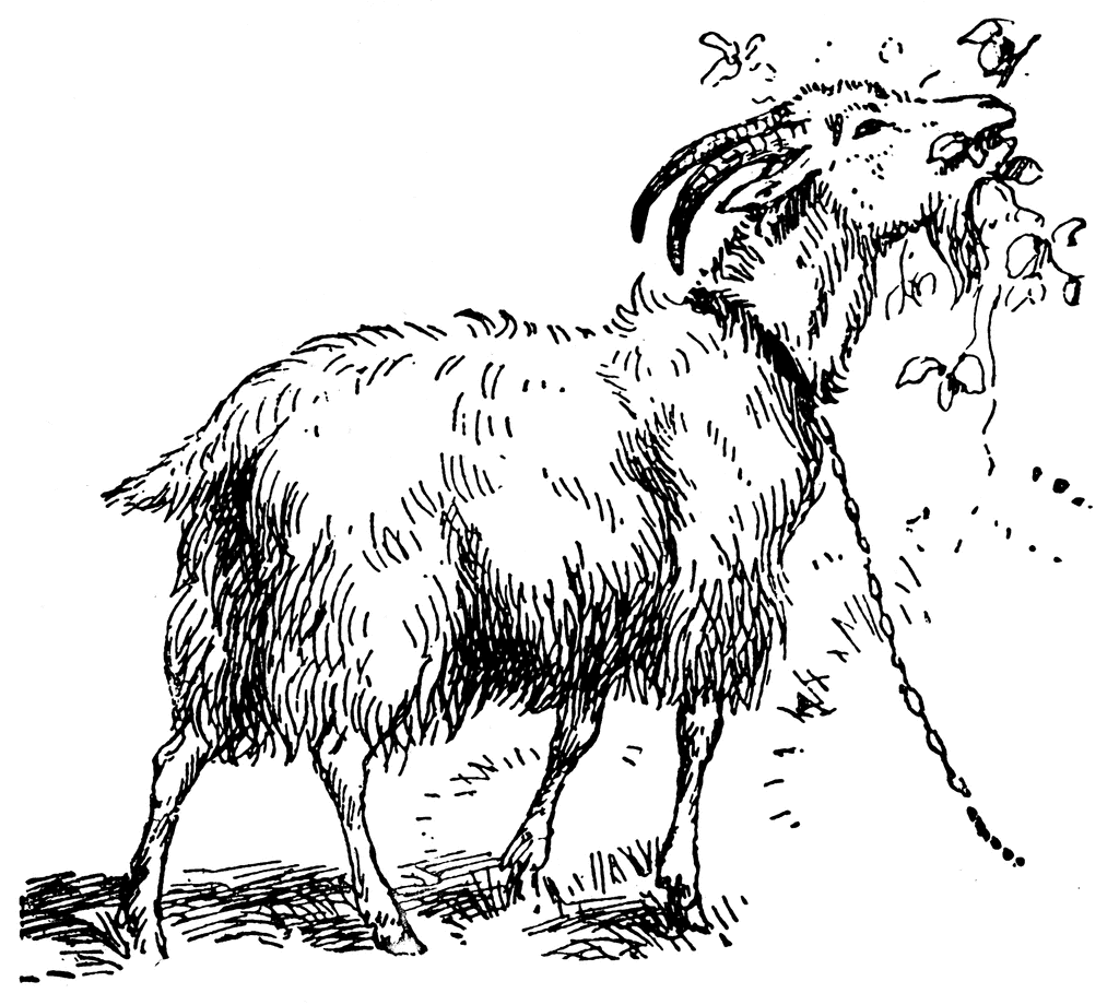 goat essays goat essays