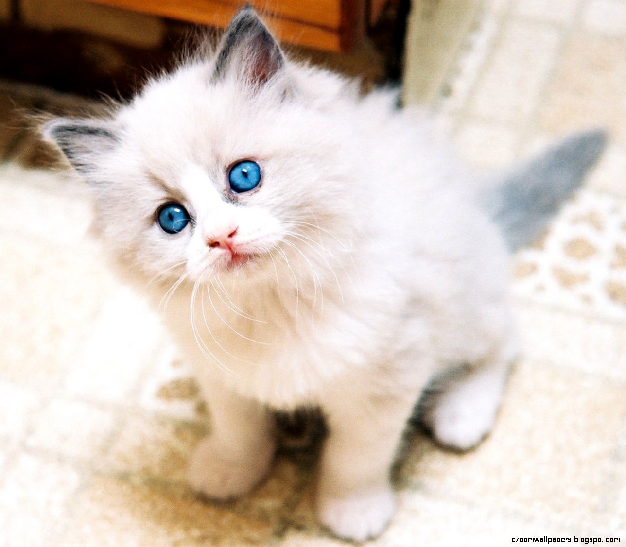 Ragdoll Cats HD Wallpapers Ragdoll Cats Desktop Images Cool Ragdoll Cats HD Wallpapers Ragdoll Cats Desktop Images Cool