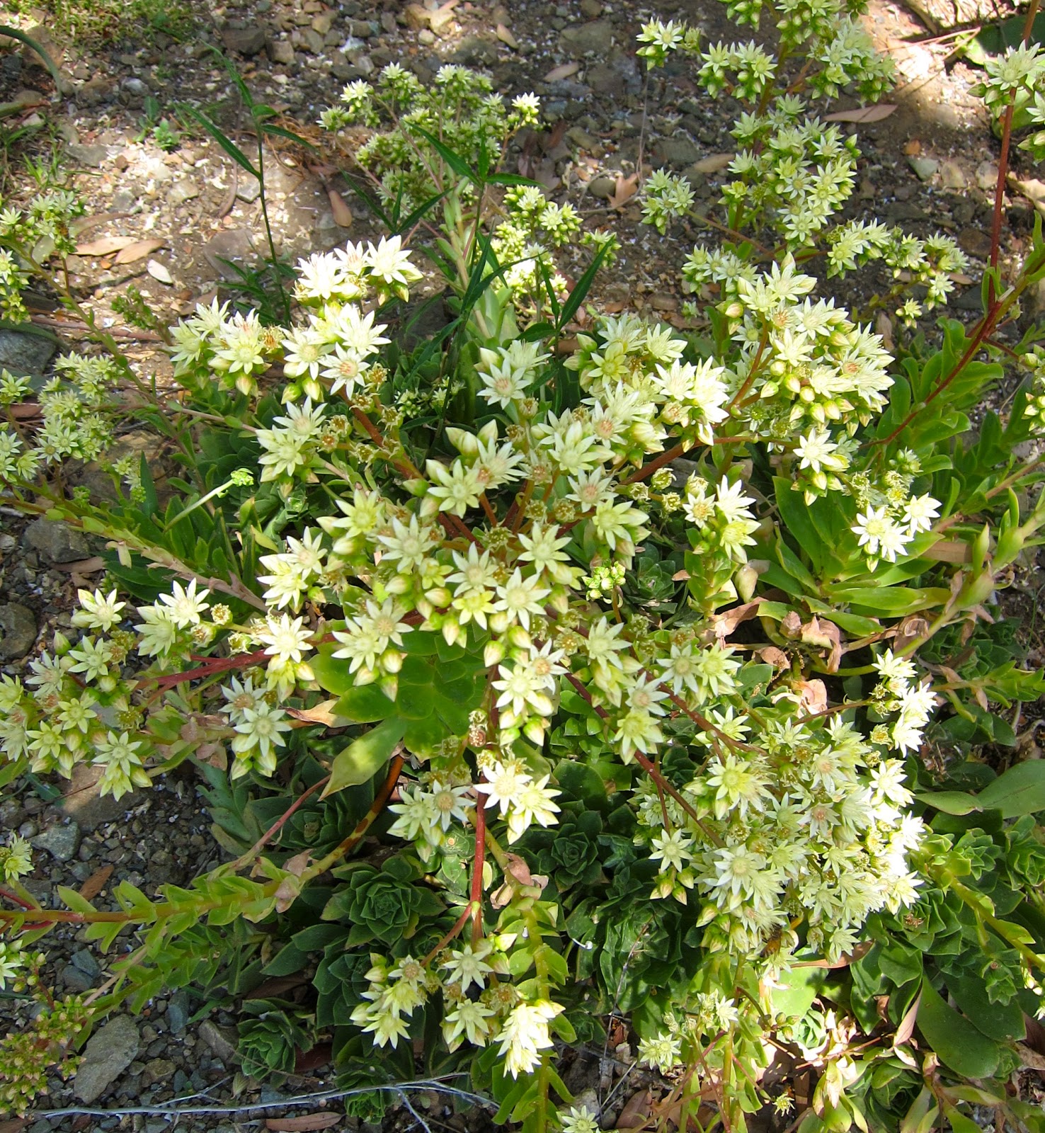 A Wandering Botanist Visiting Northern California A Garden of Succulents