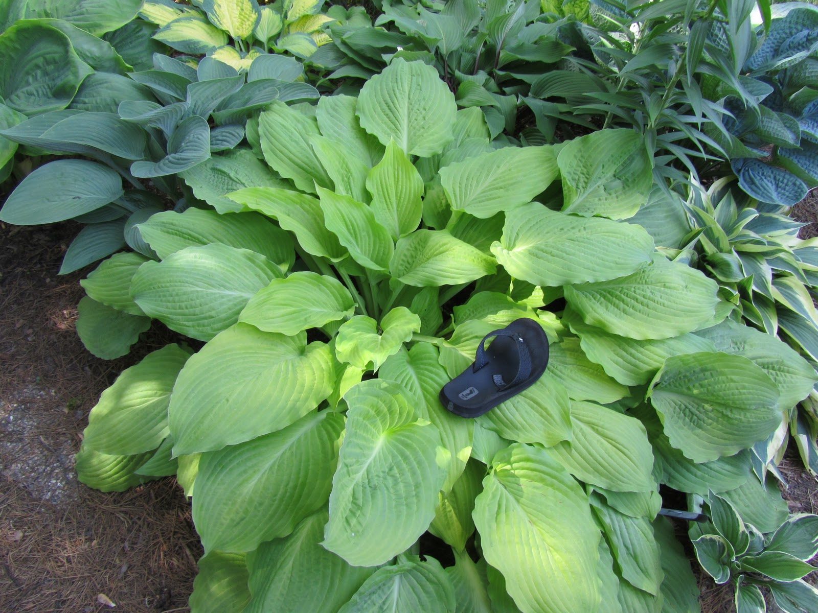 Cheesehead Gardening Hosta of the Day hosta 'Squash Casserole'