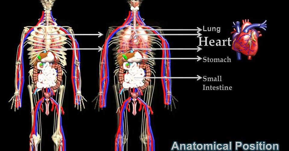 Subhaditya InfoWorld: Human Heart : Unique Pumping Muscle of Human Body