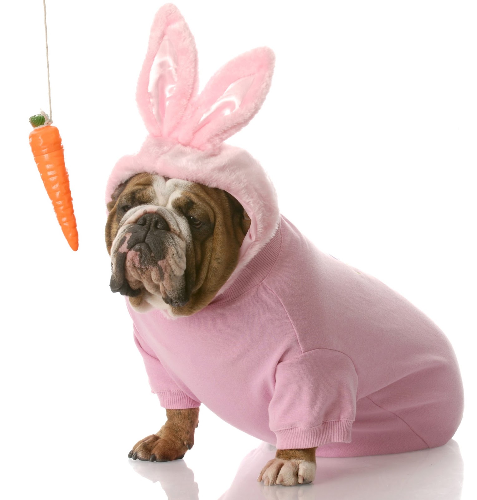 The Upper Paw Hippity Hoppity Easter's on It's Way!!
