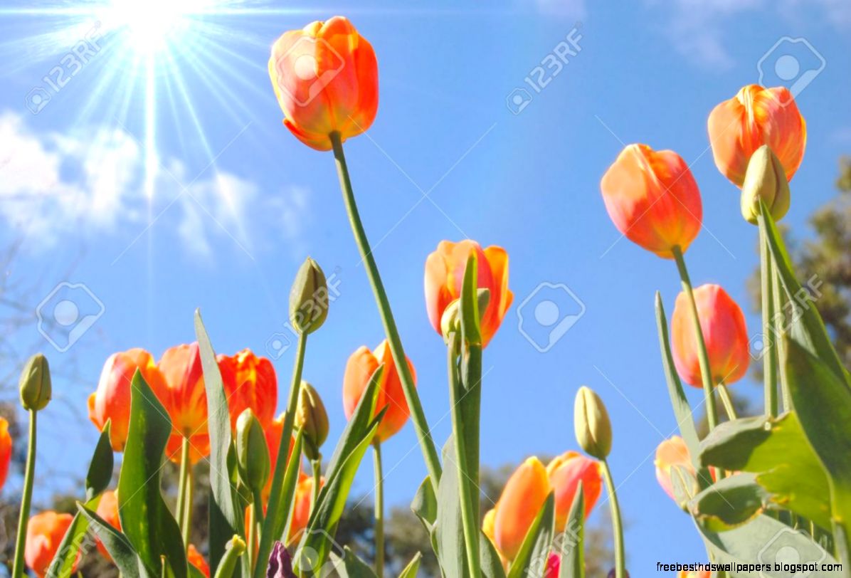 Tulips In A Garden On A Sunny Spring Day Stock Photo Picture And Tulips In A Garden On A Sunny Spring Day Stock Photo Picture And