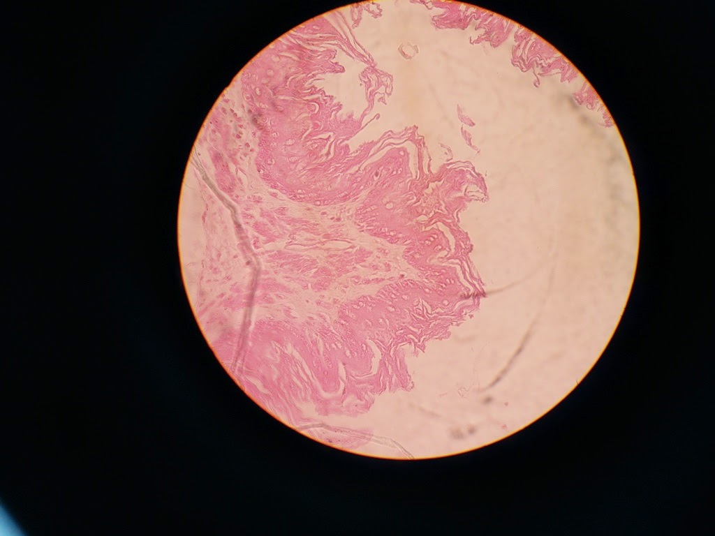 Praktikum Struktur dan Fungsi pada Tubuh Hewan (Jaringan