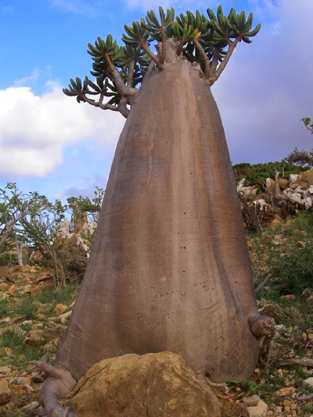 The Island Of Strange Plants Socotra Unbelievable Info