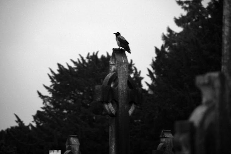the raven in black and white