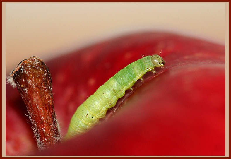 Animals Wallpapers: inchworm