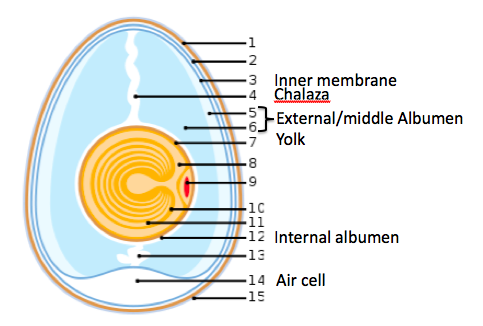 Biology of the Reptilia: Lab 1: Reptile Development and Anatomy: Dan