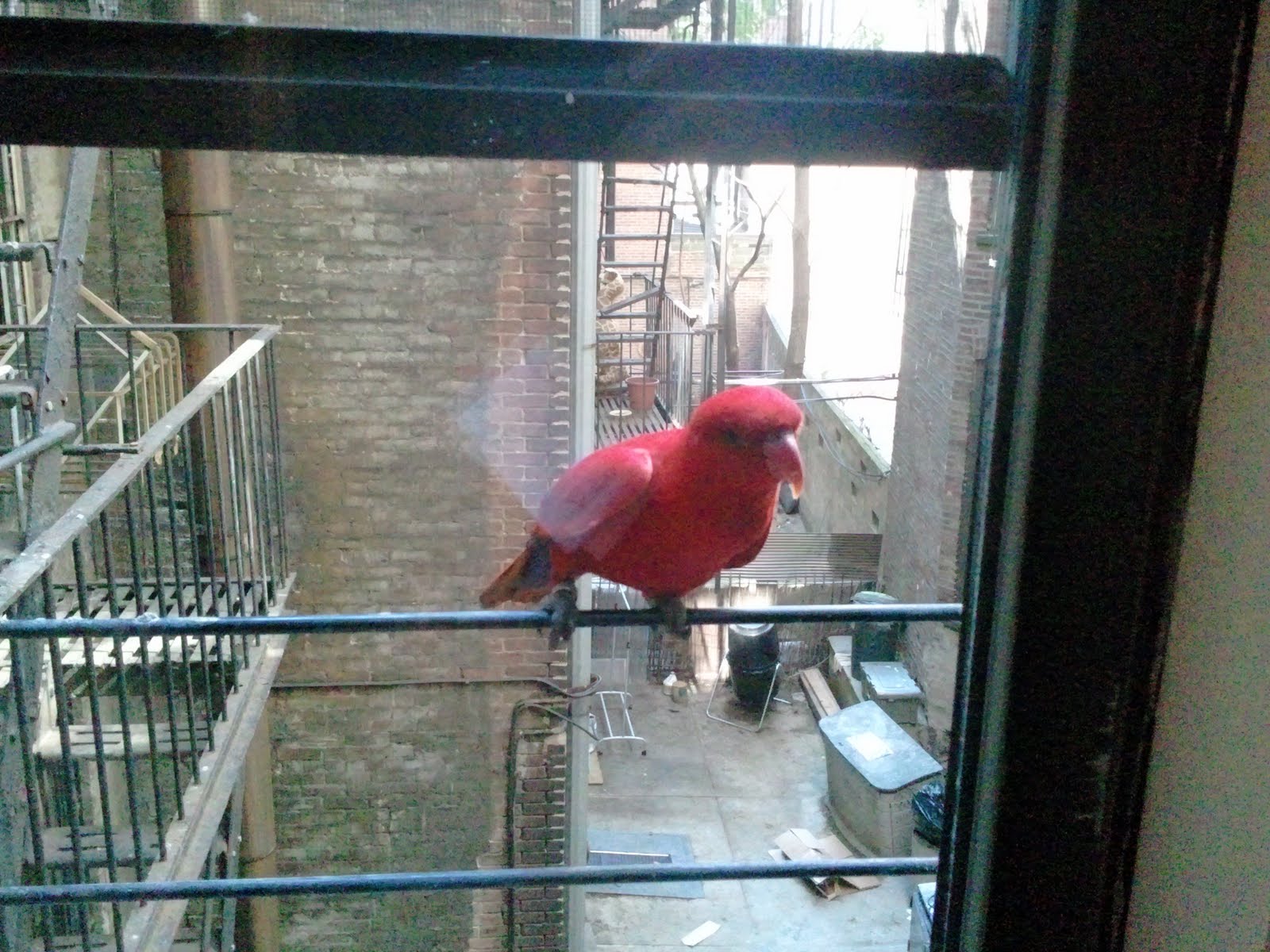 ev grieve are you missing a bird ev grieve are you missing a bird