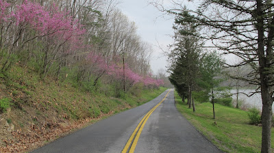 Eastern Redbud, road, Lake Siri