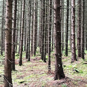 LIEBLINGS EGEN KOLLEKTION SKOGEN