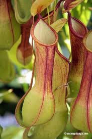 Nepenthes Sp.