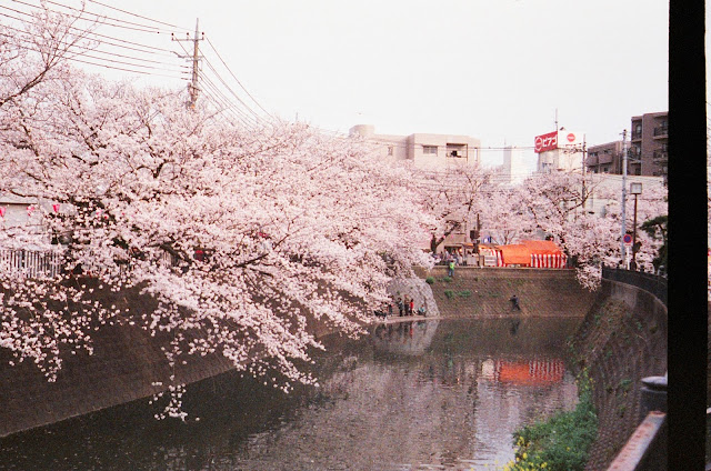 Sakura Cherry Blossoms Spring Japan Gumyoji