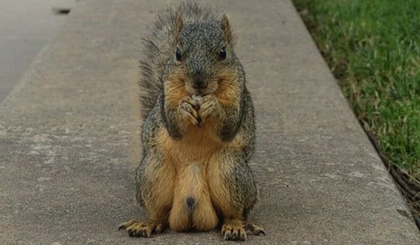 [Image: squirrel-nuts.jpg]