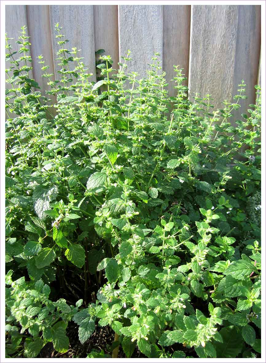 Marions Genussküche Sommerliches Pesto von der Zitronenmelisse