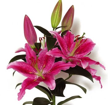 asian singles in floweree Find meetups about asian singles and meet people in your local community who share your interests. asian singles in floweree Find meetups about asian singles and meet people in your local community who share your interests.