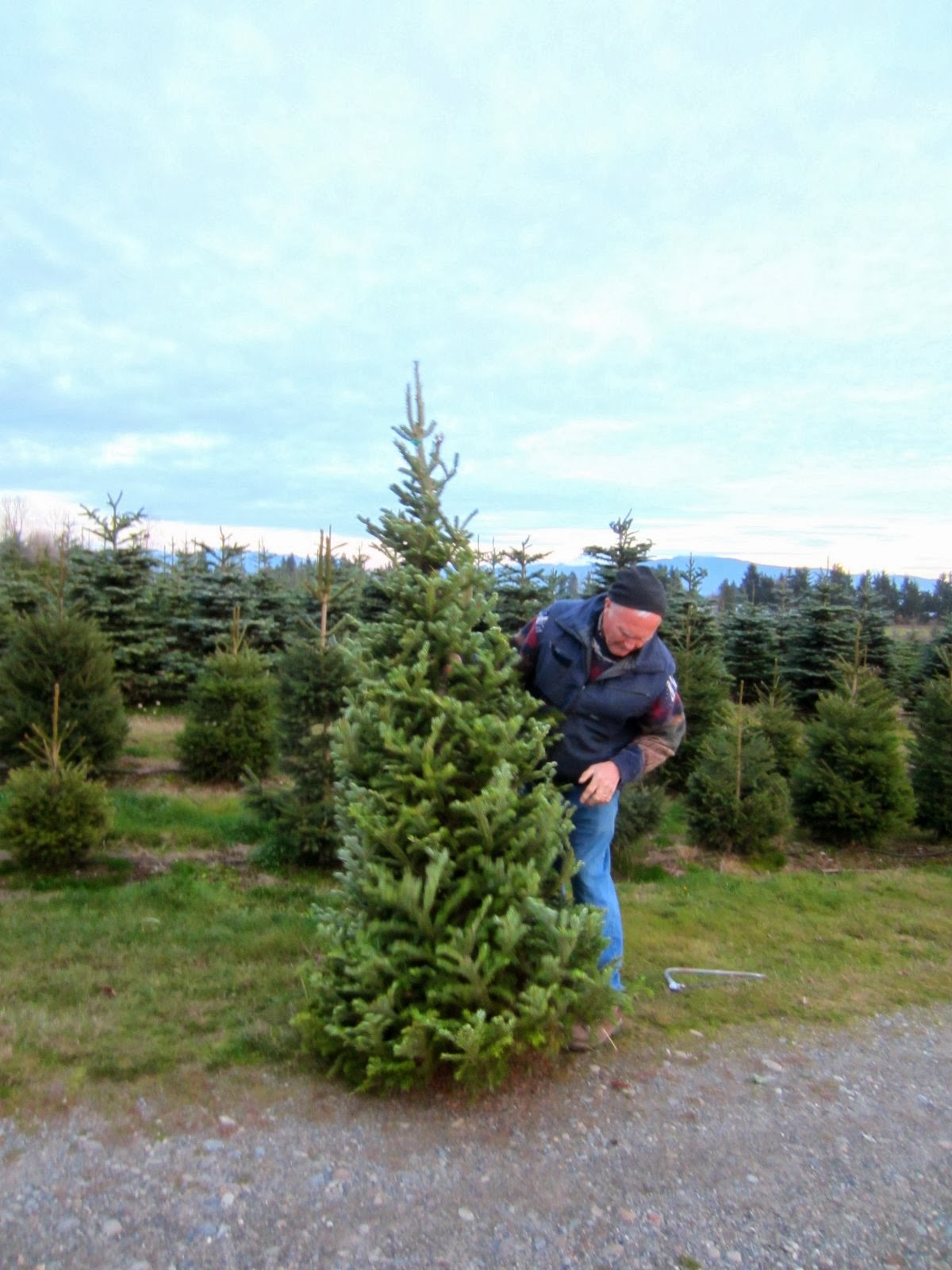buying a real tree at McMasters Farm