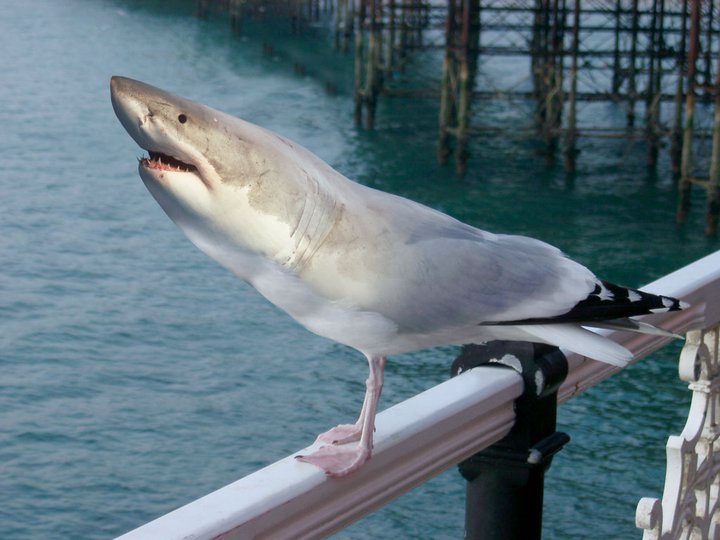 Sharks Eat Meat: DAY 456 - Shark Bait