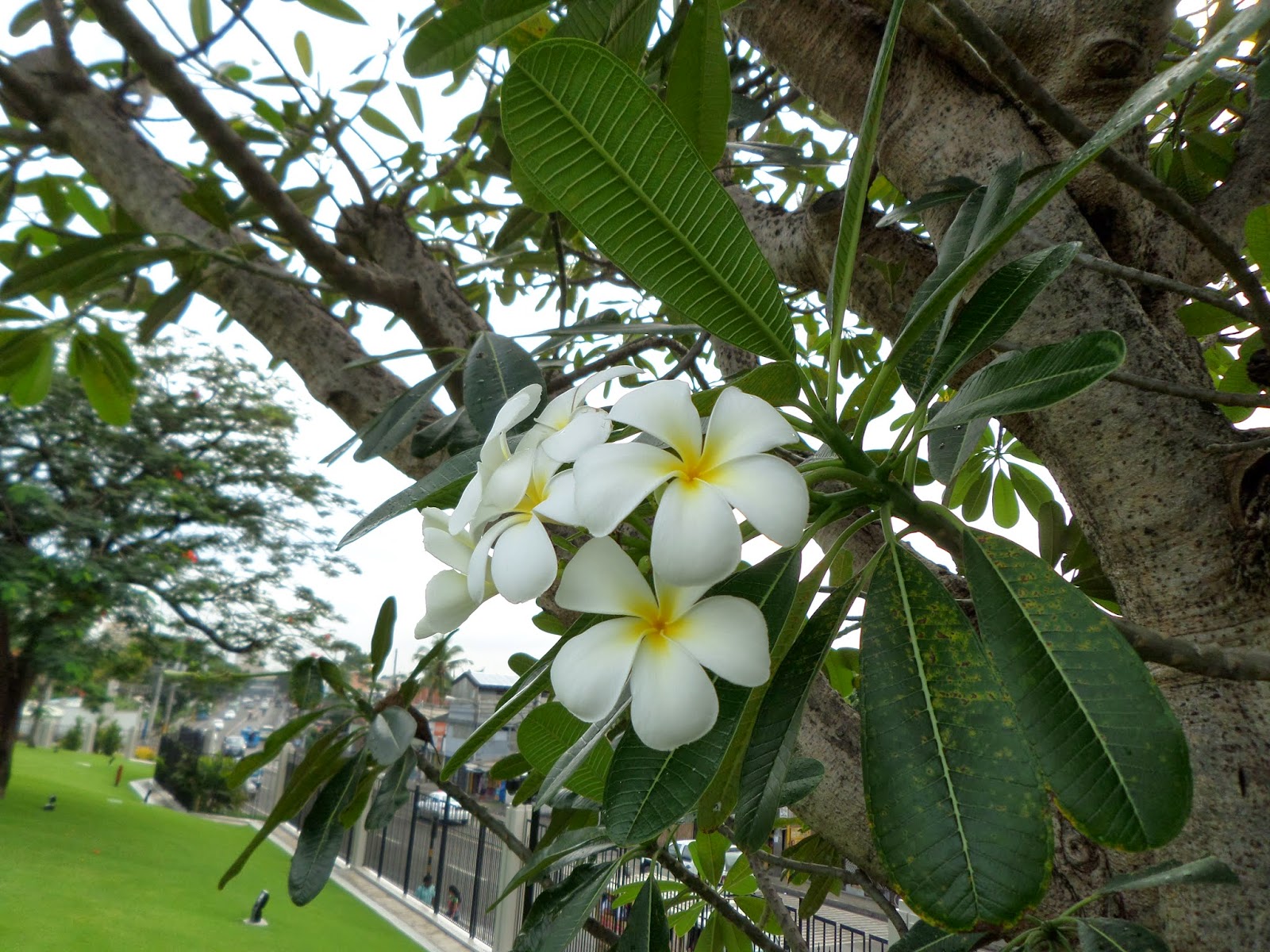 utahtocebu Flowers of the Philippines