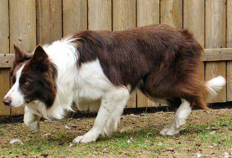 Cute Puppy Dogs: Red border collie puppies