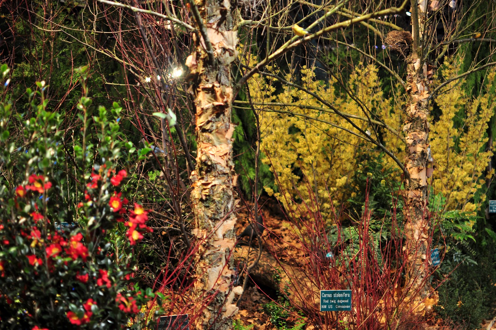 Megan Seagren's Journal Plants for Pacific Northwest Shade Gardens