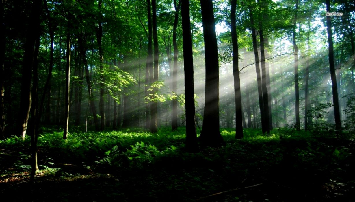 woods wallpaper 25 woods wallpaper 25