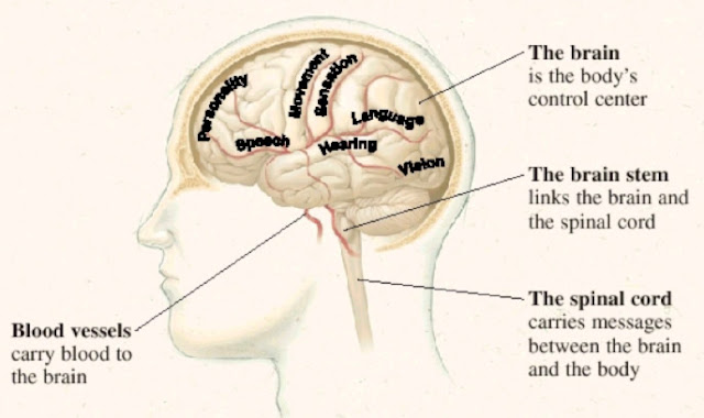 Brain Function Map4 Brain Function Map4