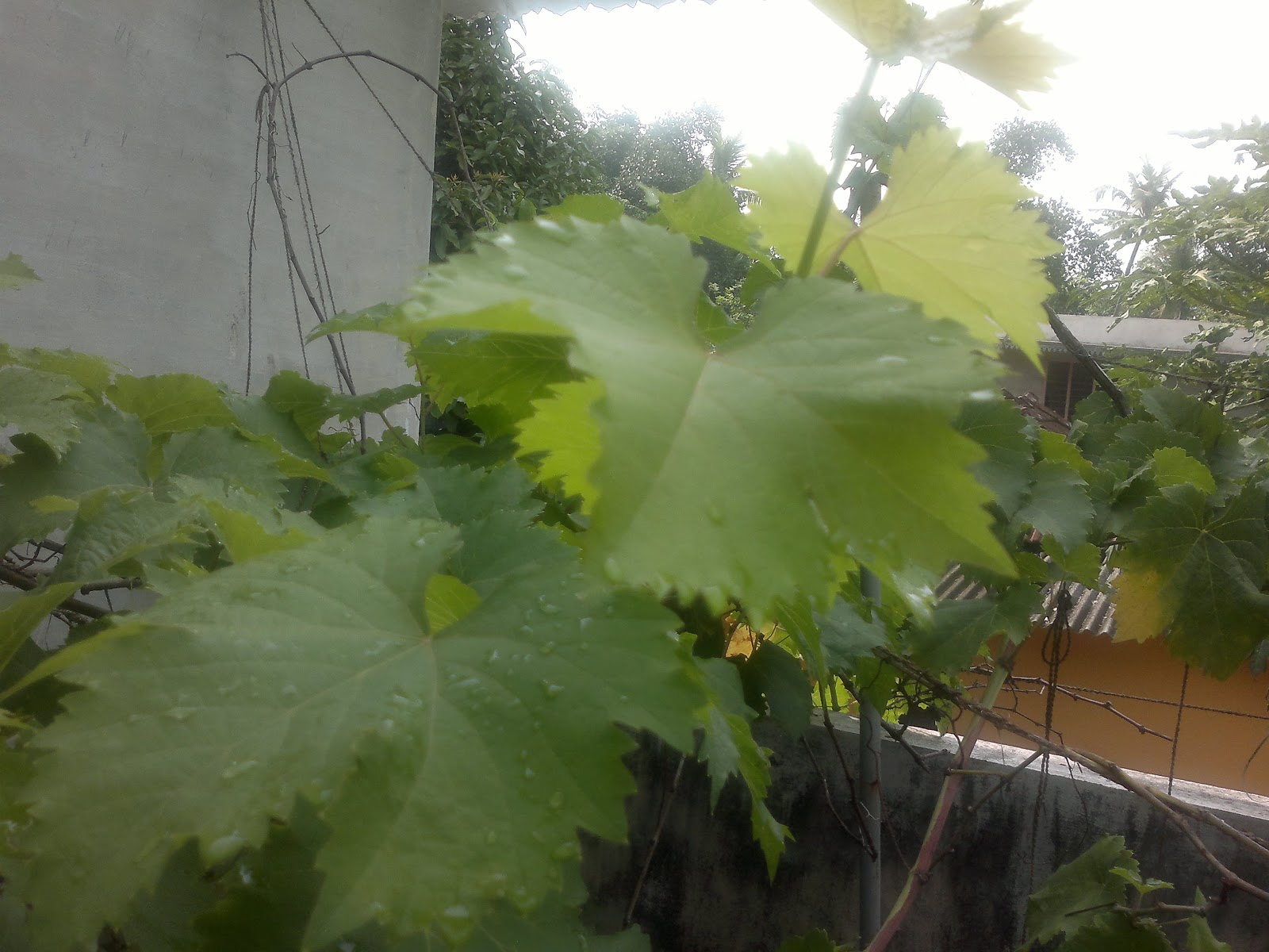 BLOGIPEADIKA GRAPE GARDENING AT TERRACE