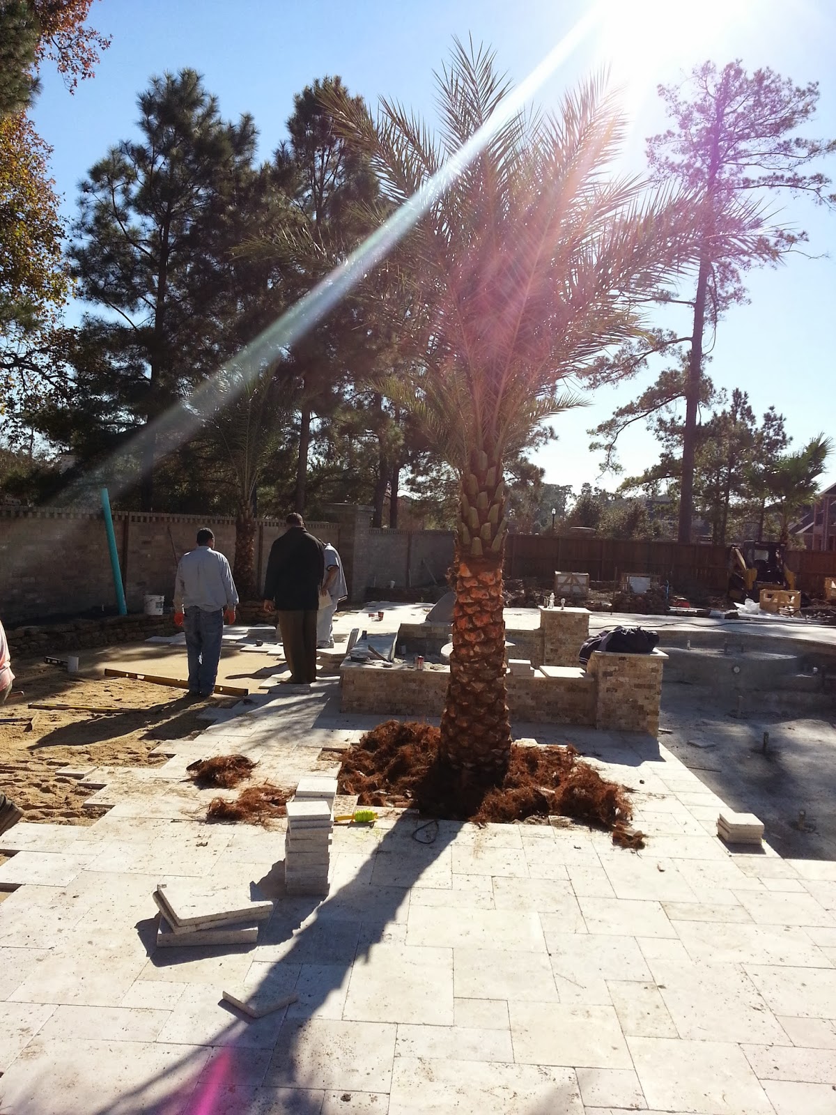 Cold Hardy Palm Trees in Houston Palm Trees Delivered and Installed in Houston TX. We