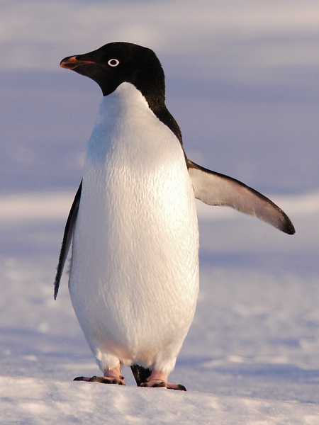 Wild Life Animal: Adelie Penguin is a Cute Animal