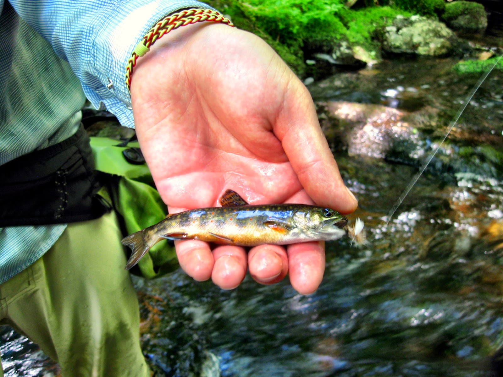 Bluelining Brook Trout