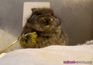Funny animal gifs - part 108 (10 gifs), bunny eats flower
