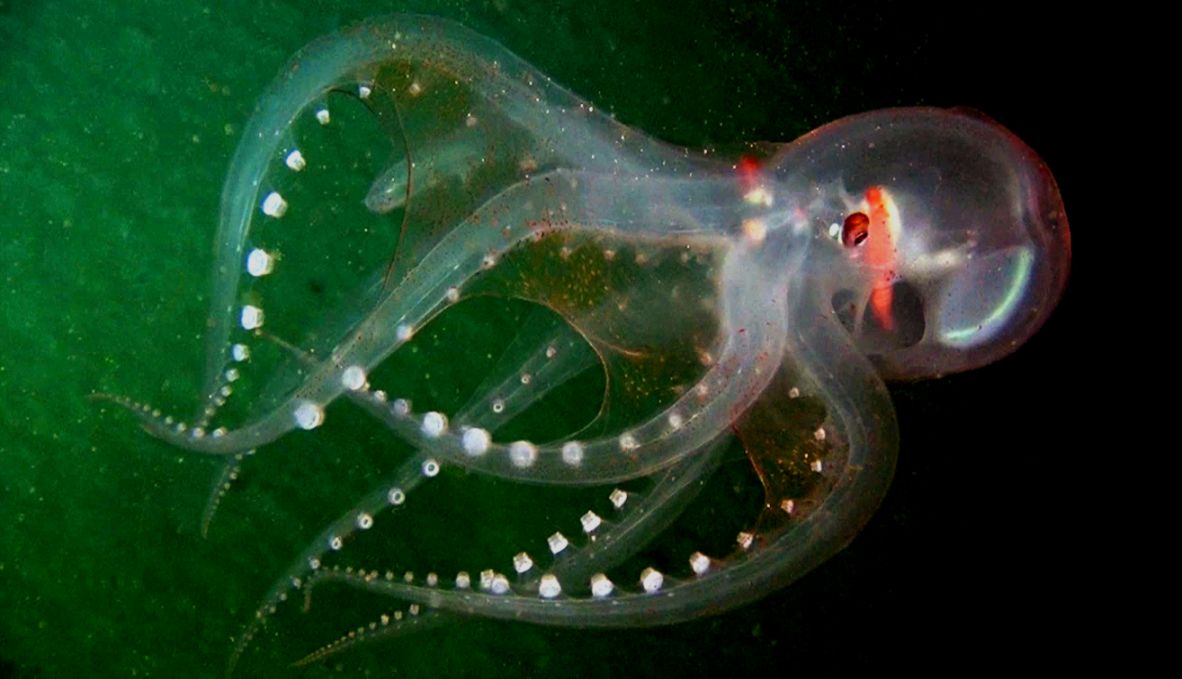 News DeepSee Discovers Rare Pelagic Octopus News DeepSee Discovers Rare Pelagic Octopus