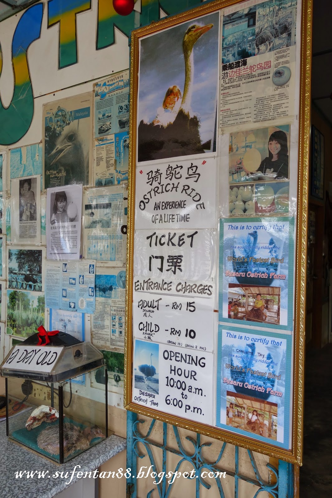 Ostrich Farm @ Desaru Johor | SUFENTAN.COM