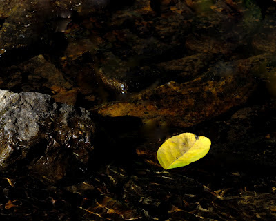 leaf floating on water