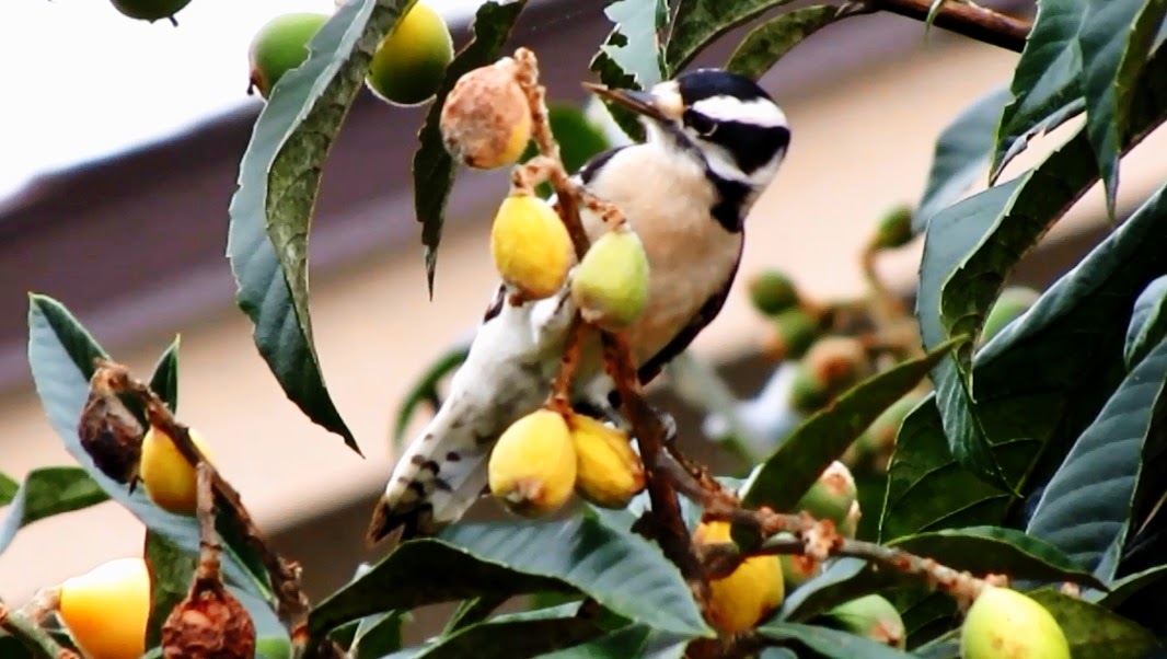 Backyard Birding....and Nature: Downy Woodpecker Eating Loquats