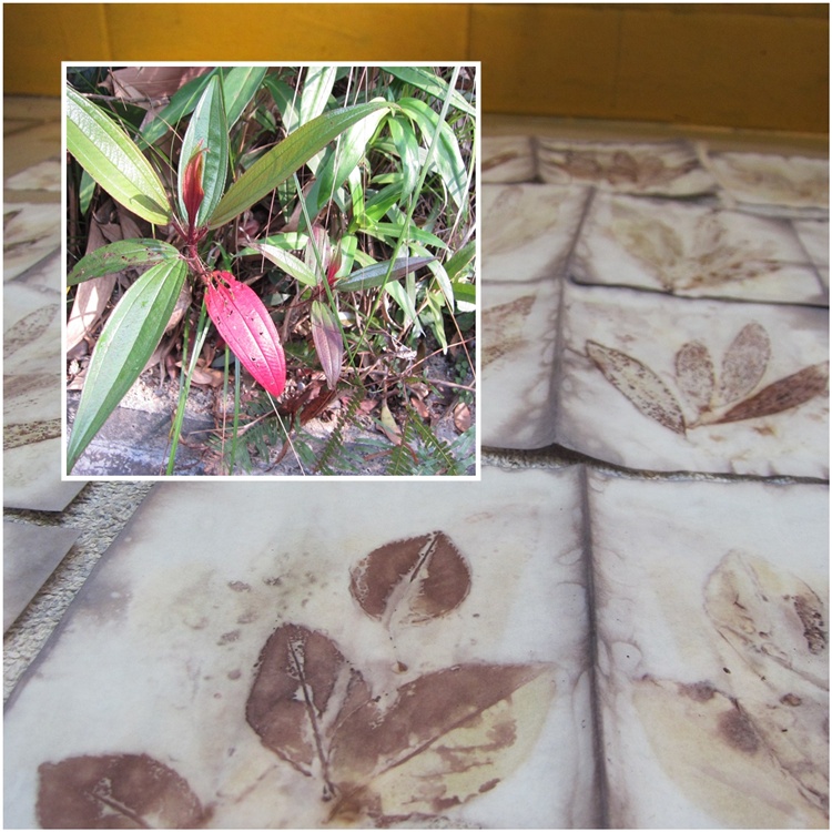 Ohio native plants for birds picture