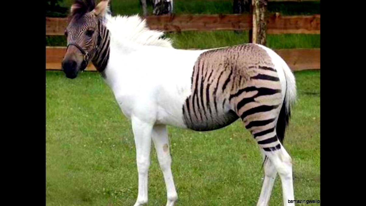 Rarest Animals In The World YouTube Rarest Animals In The World YouTube