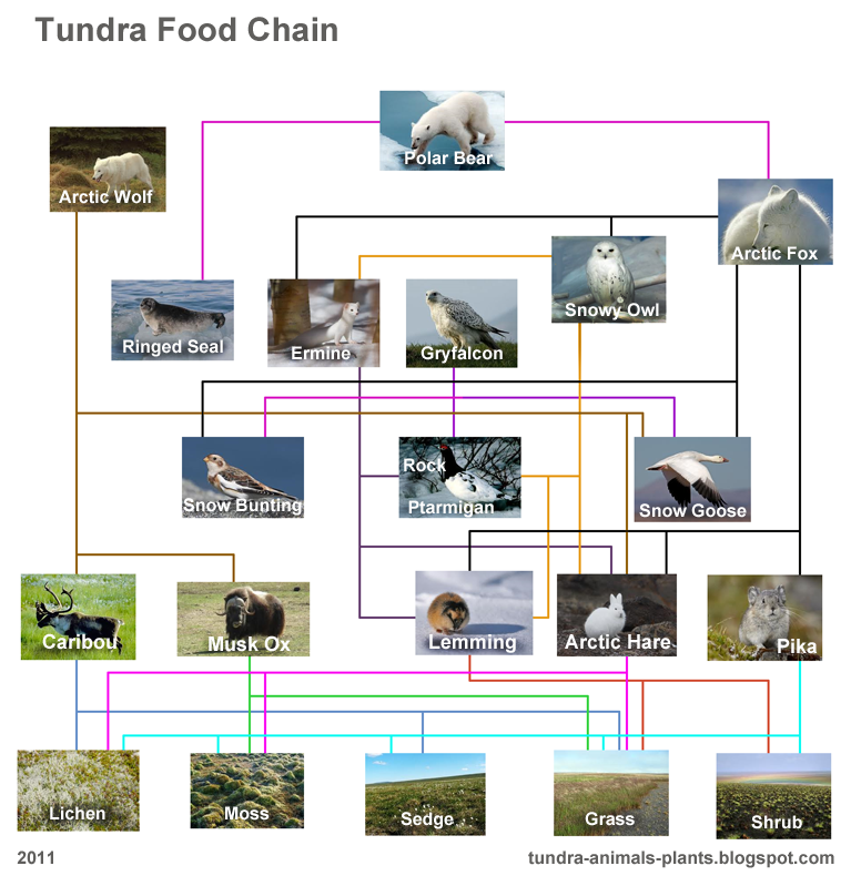 Science Here There Everywhere!: Arctic Tundra