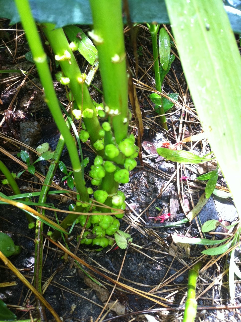 B&amp;D Lilies Garden Blog Lily Bulbs not buried deep enough