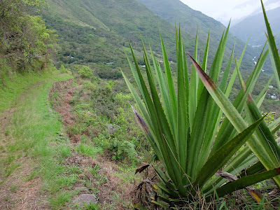 Agave Used as a “Fence” Along an Inca Trail