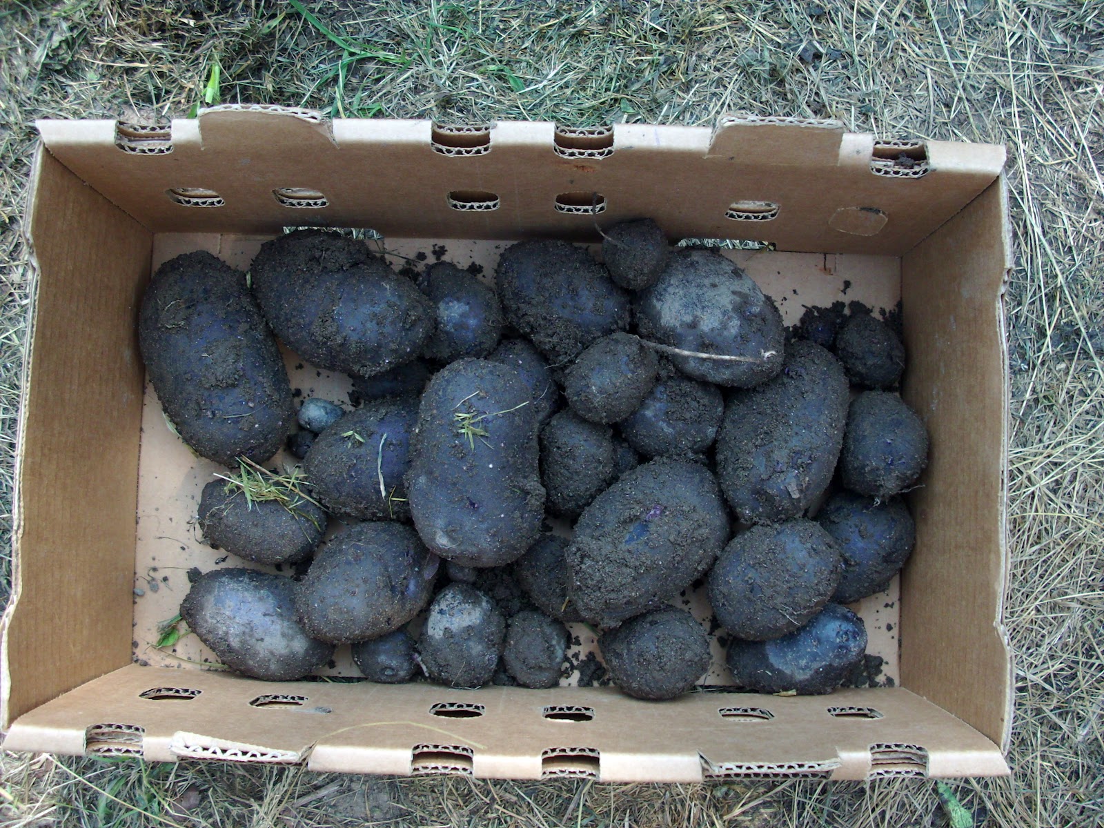 Wildwood Country Acres Dying Potato Plant