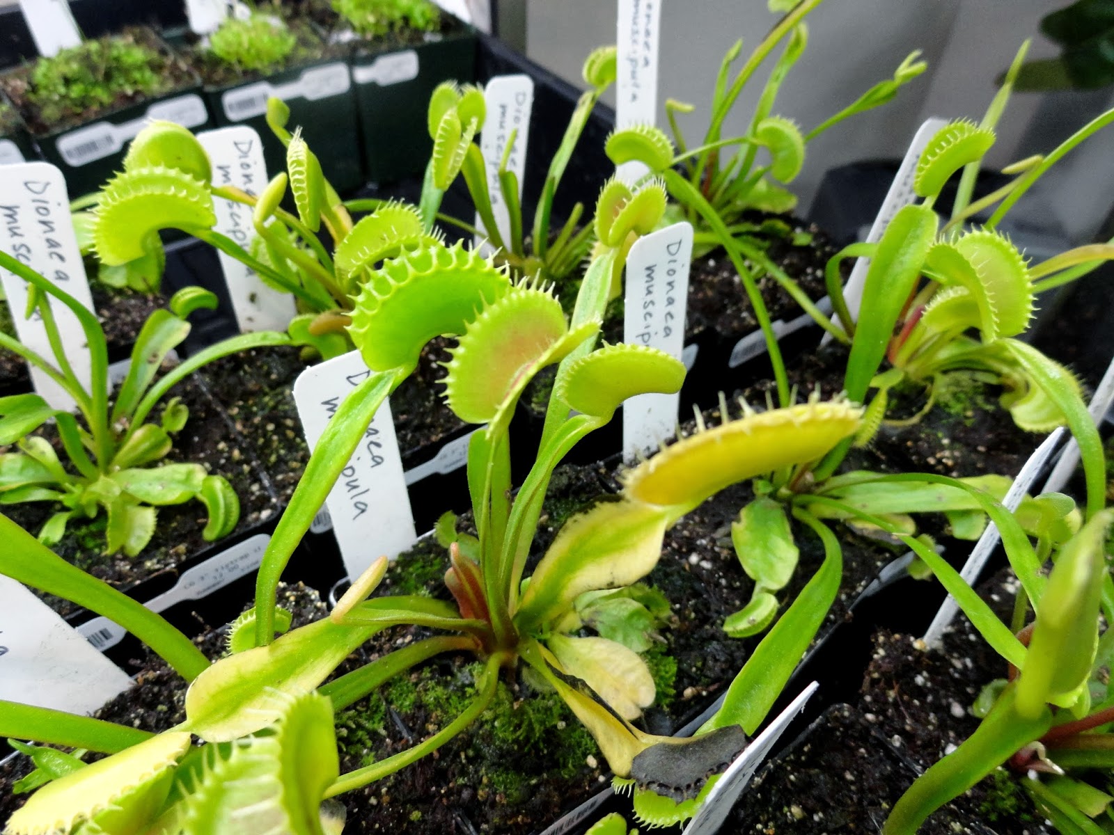 danger garden Hammer + Vine