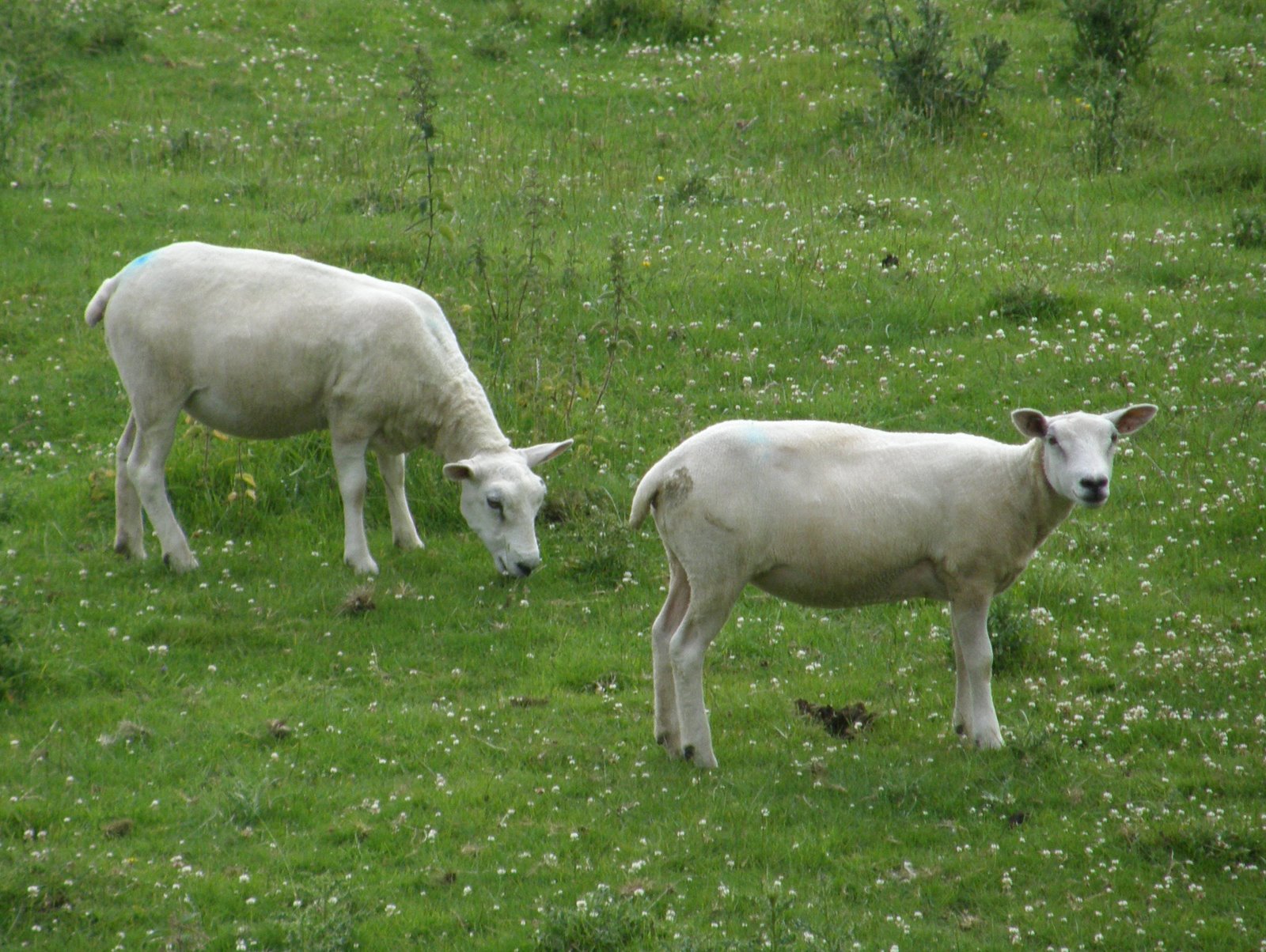 A Cotswold Year Shorn Sheep