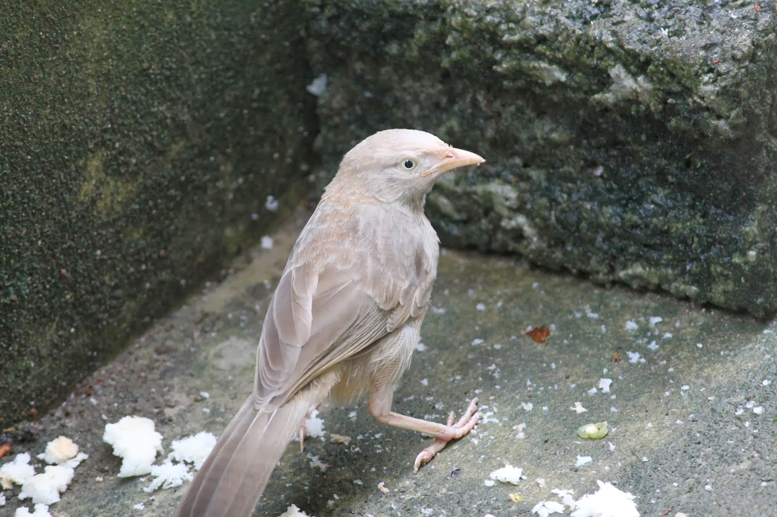Interesting Picks Spotted Birds In My Backyard Part Ii